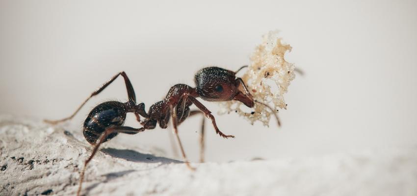 Ant Carrying Debris