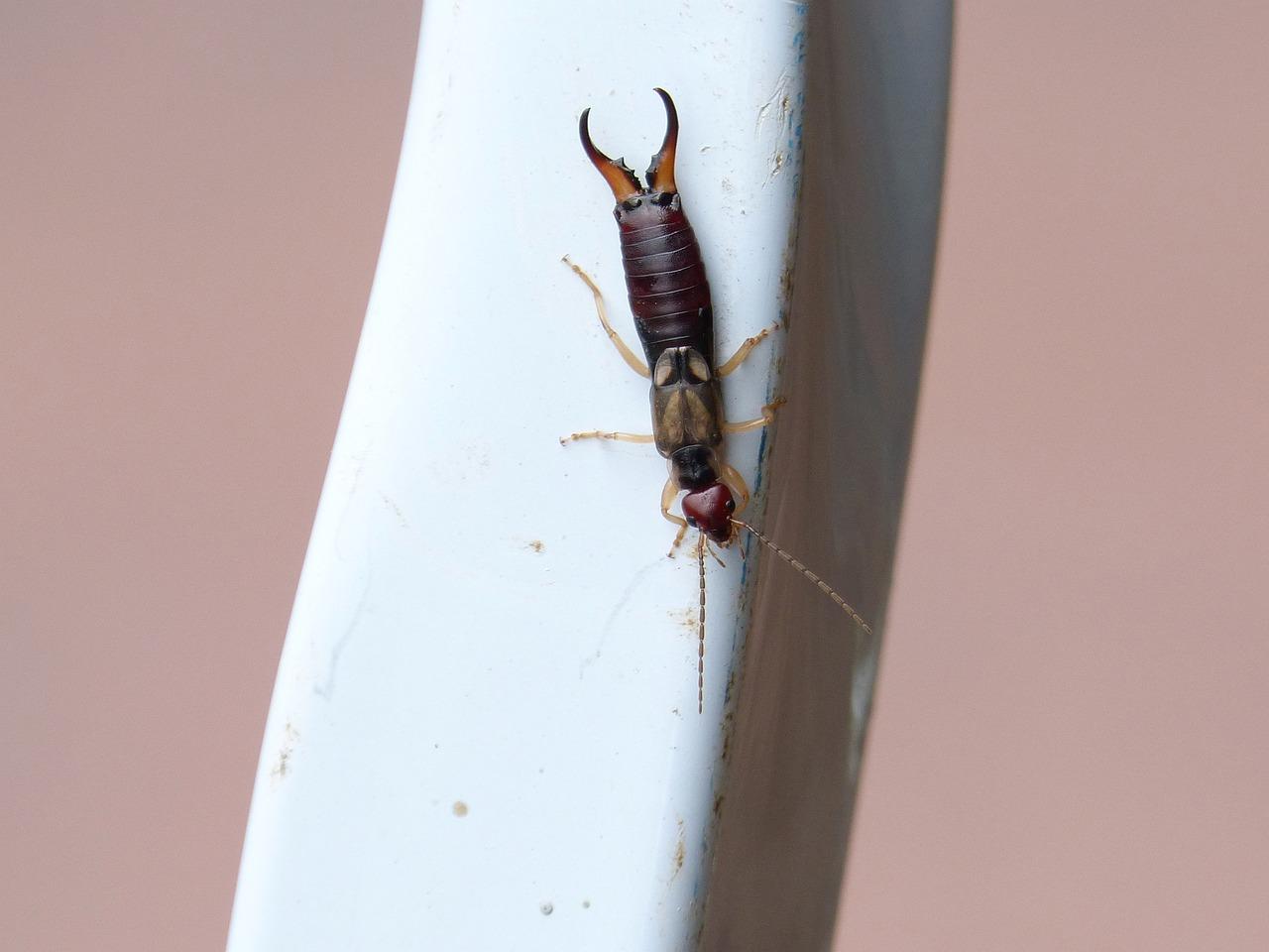 Earwig