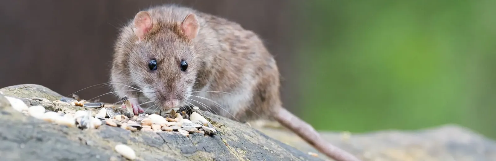 Brown rat on a log