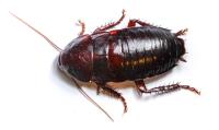 oriental roach