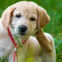 dog scratching