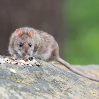 Brown rat on a log