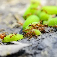 ants carrying a leaf