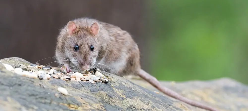 Brown rat on a log