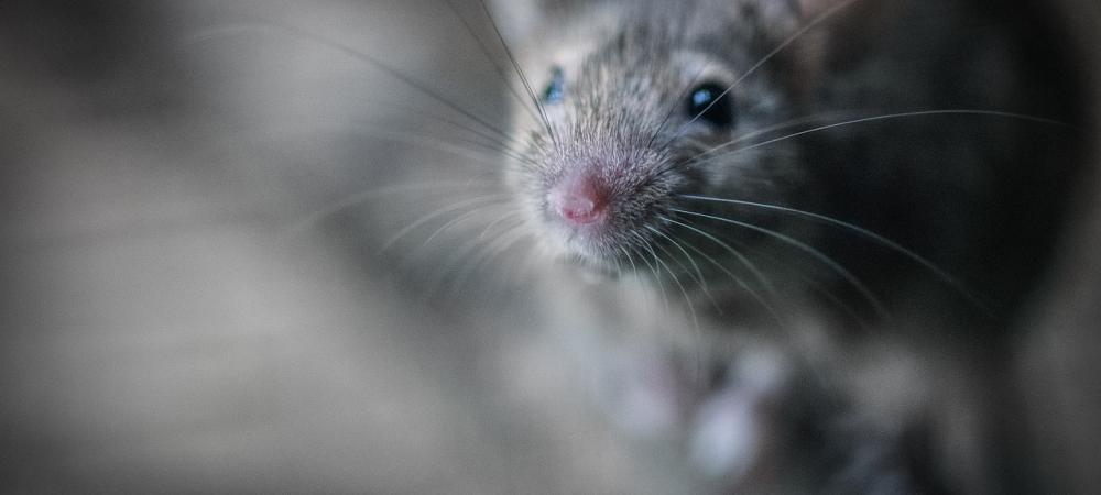 rat up close in camera