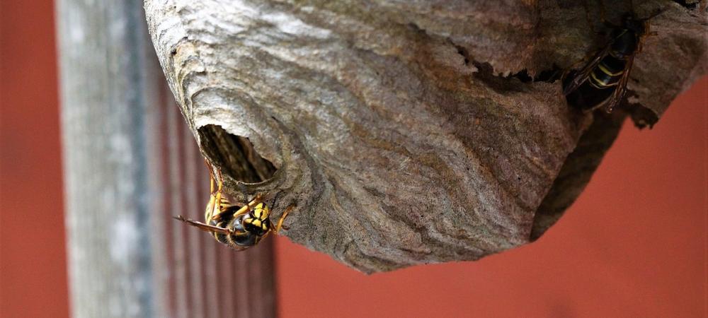 Wasp Nest
