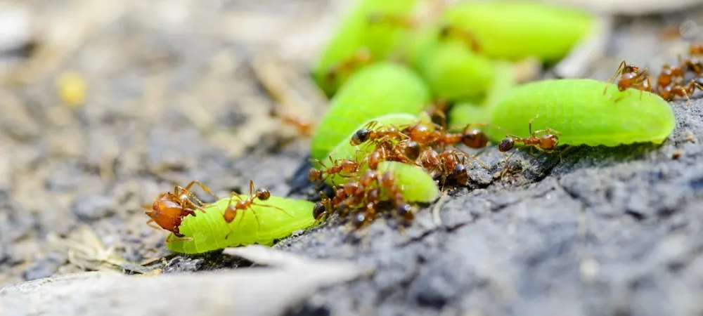 ants carrying a leaf