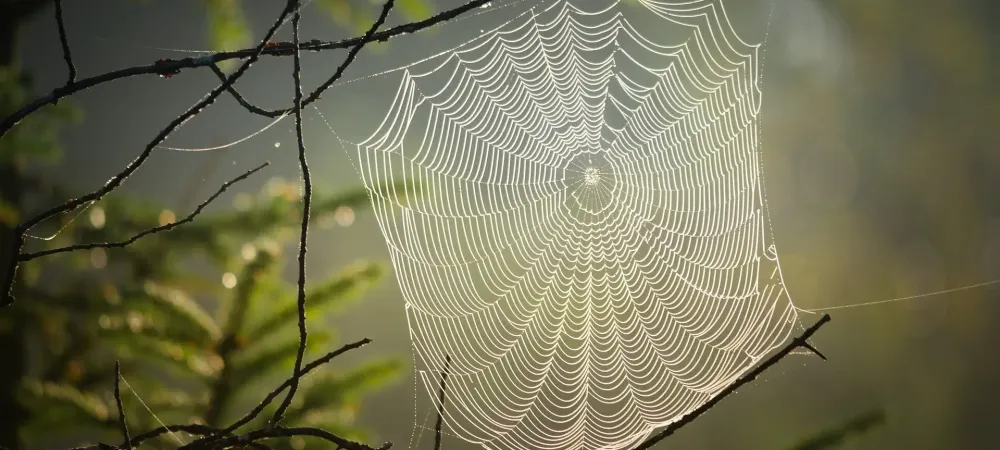 spider web on a tree