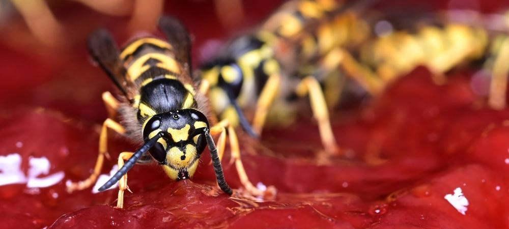 Wasp on Red Jelly