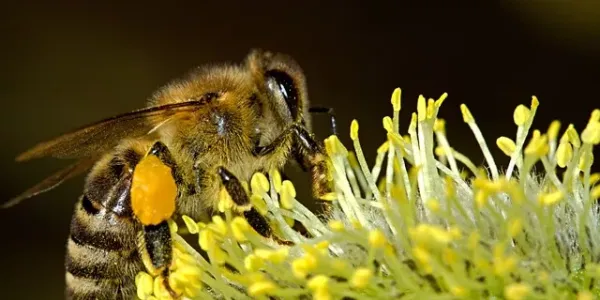 Bee