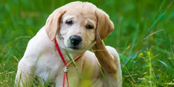 dog scratching