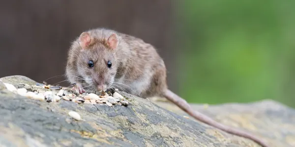 Brown rat on a log