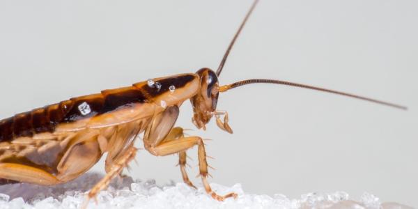 closeup of german cockroach