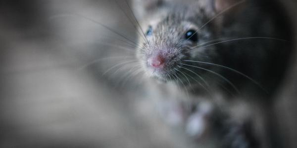 rat up close in camera
