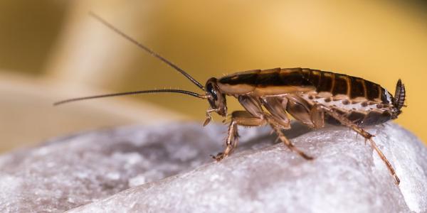 german roach