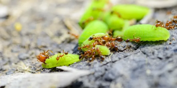 ants carrying a leaf