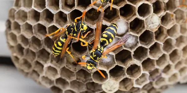 Wasp nest on a house