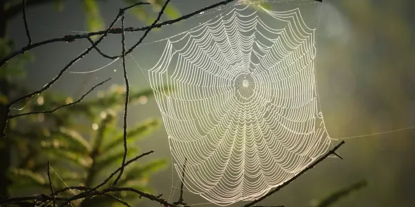 spider web on a tree