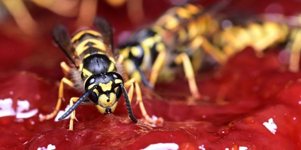 Wasp on Red Jelly